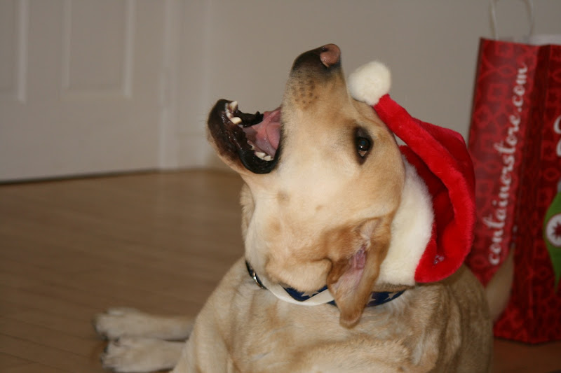 Labrador playing with Santa hat