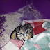 Rescuing Wildlife