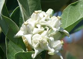 Flowers: 21 Flowers for Ganesh Puja