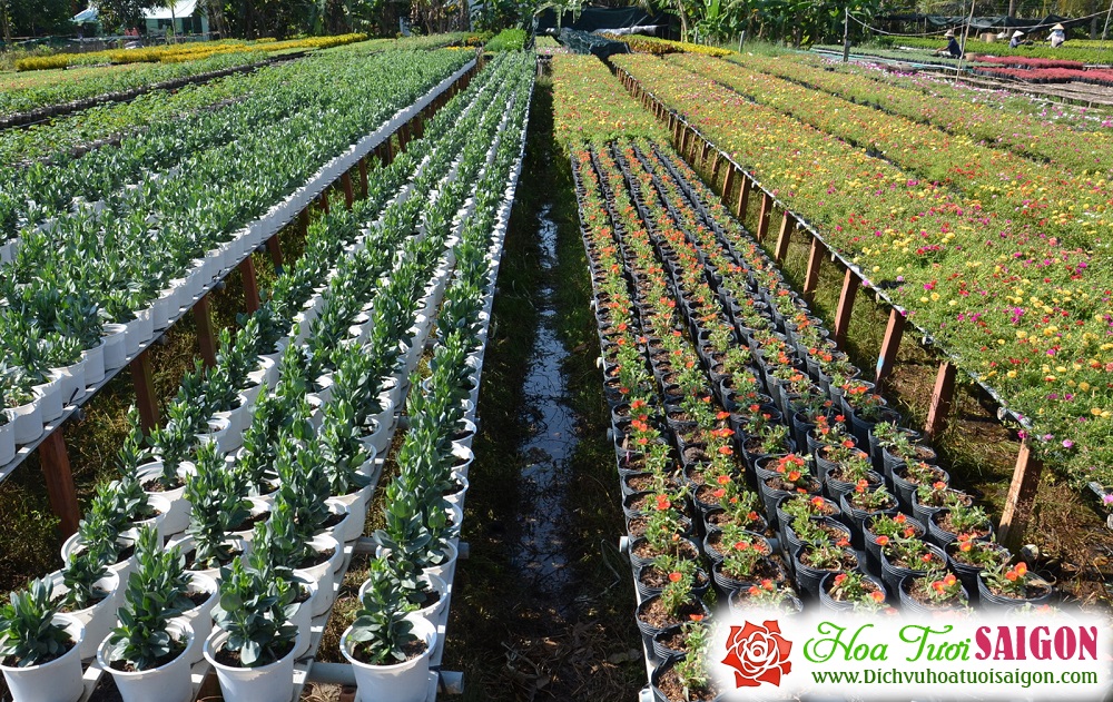 [Image: Lang-hoa-Tan-Quy-Dong-duoc-mua-hoa-tet-7.jpg]