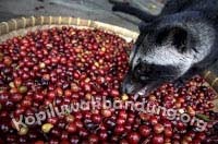 foto luwak makan kopi