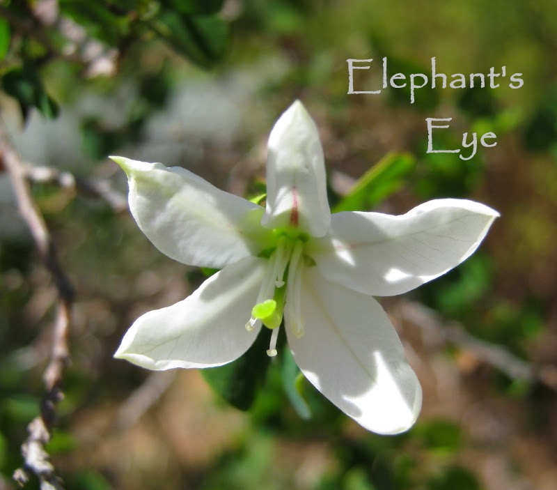 Ethereal White Flower Ring On Hand Ethereal White Flower Ring On Hand