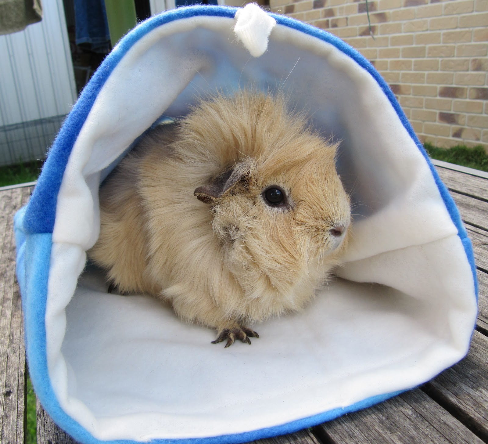 All Things Guinea Pig Cuddle Sack Market Night