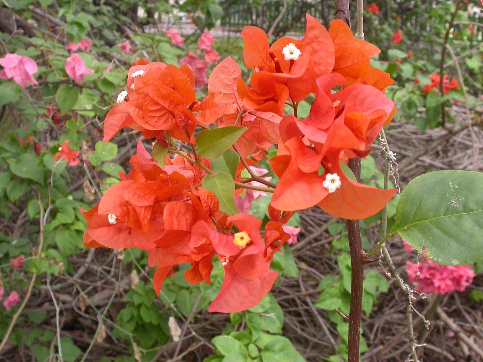 Barbados Flora & Fauna Bougainvillea (Bougainvillea spectabilis)