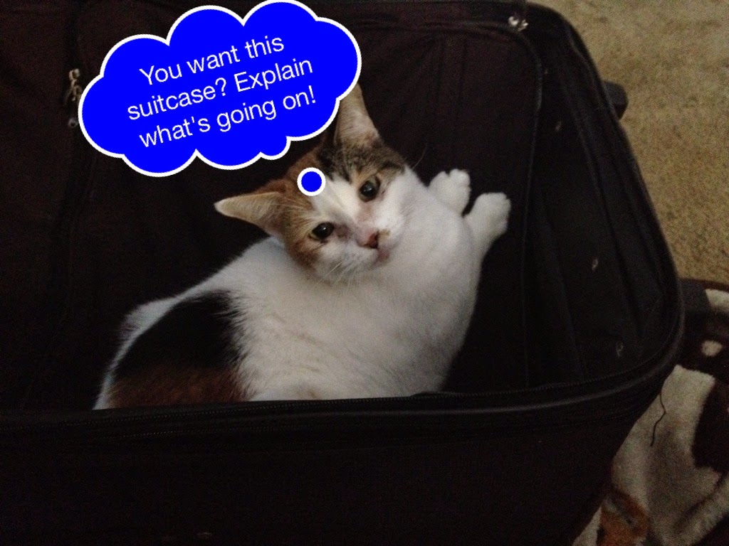 Life With Beagle How to move a dog and cat into a new home Lessons learned