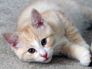 American Shorthair Cat Pictures and Information american shorthair cat pictures