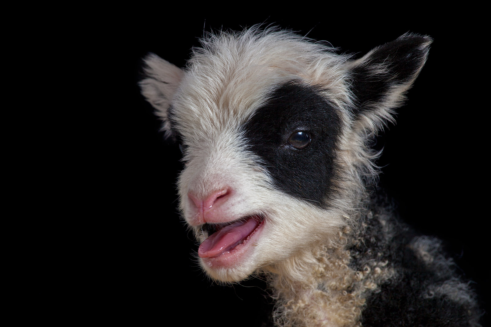 Anthony Dunn Photography Baby Lamb Portraits