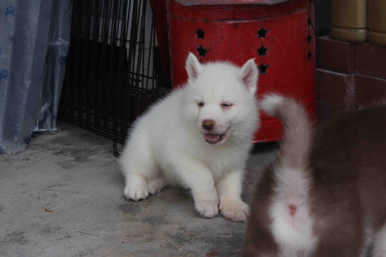 LovelyPuppy: Full White Siberian Husky Puppy