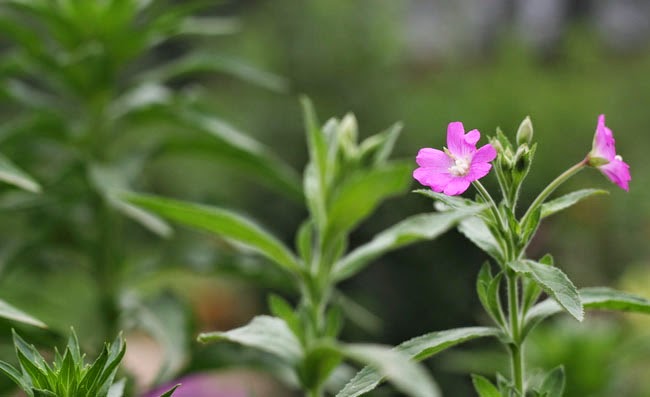 Great Willowherb Flowers Pictures Great Willowherb Flowers Pictures