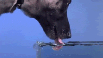 17 Dog Fun Facts That Are Super Cool 17 Dog Fun Facts That Are Super Cool