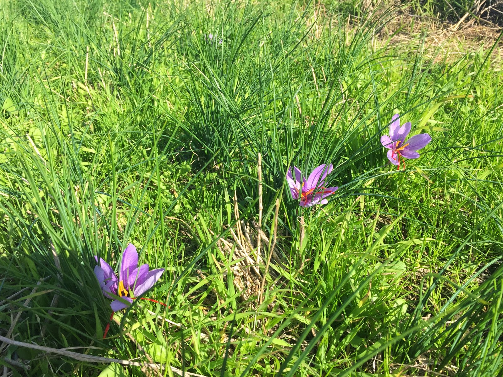 Saffron bed