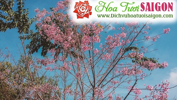 [Image: Hoa-mai-anh-dao-khoe-sac-o-cung-duong-deo-Da-Lat-1.jpg]