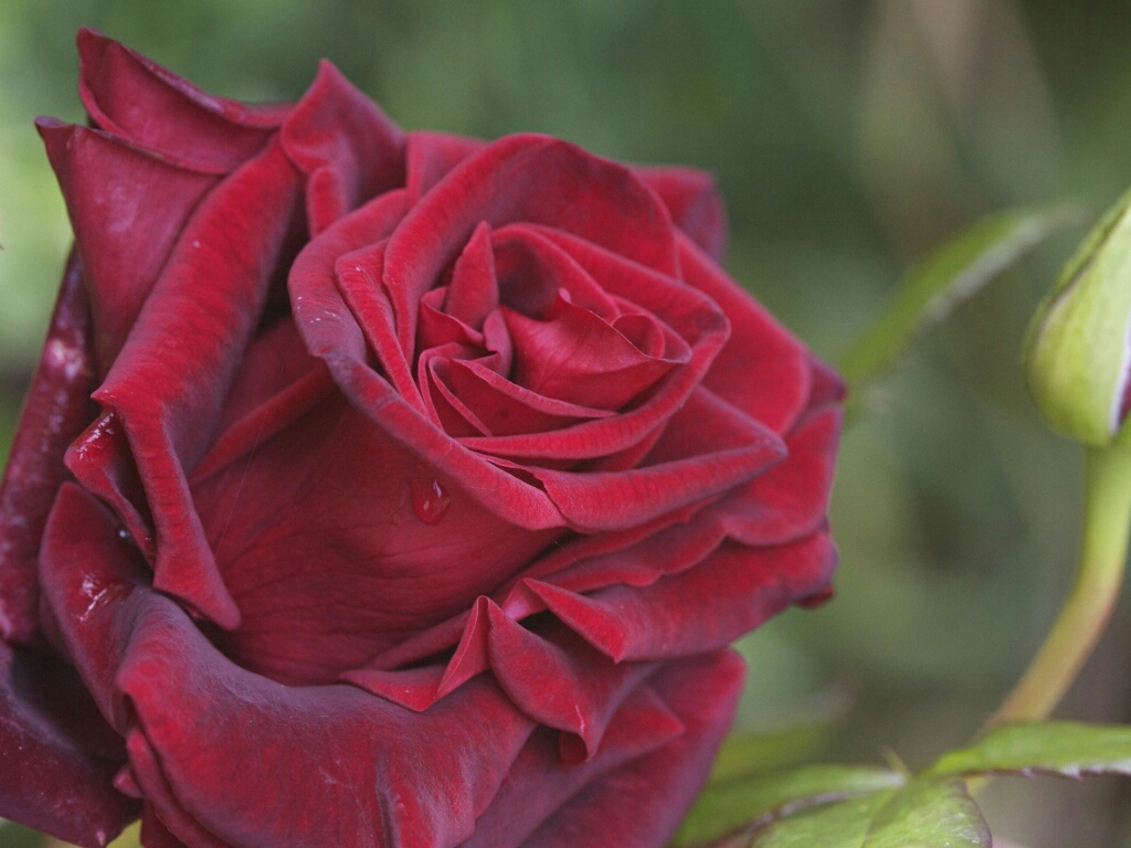 flowers for flower lovers.: Rose HD wallpapers.