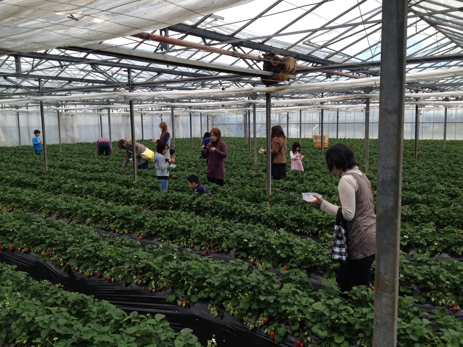 Marketing Japan Strawberry Picking Near Tokyo Take a Pictorial