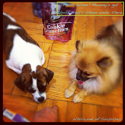 JR & Baby Pom Review Filet Mignon Cookie Crunchies