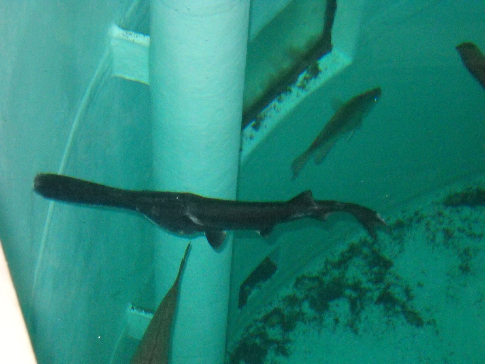 Freshwater Academy July 2011