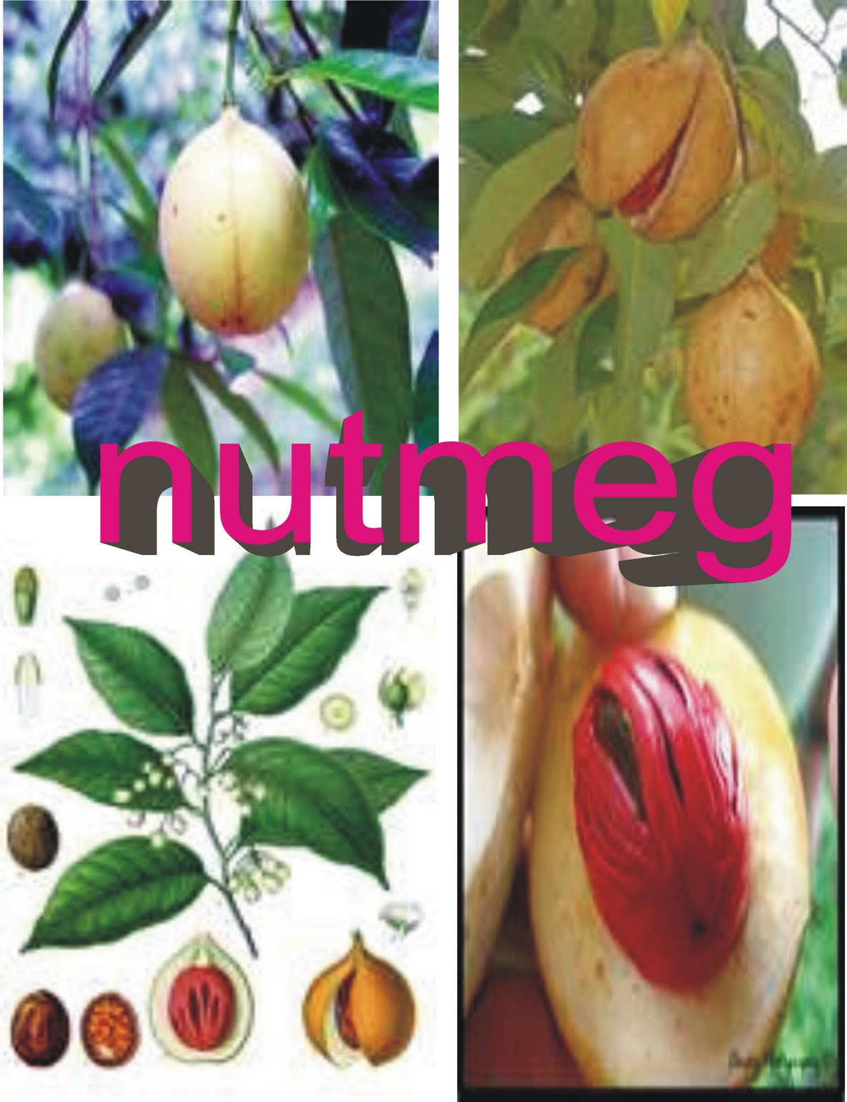 Disease nutmeg