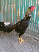 ayam bangkok F1 wido