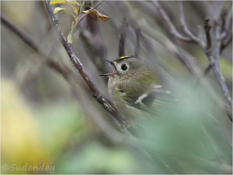 dürfen vögel mandeln essen