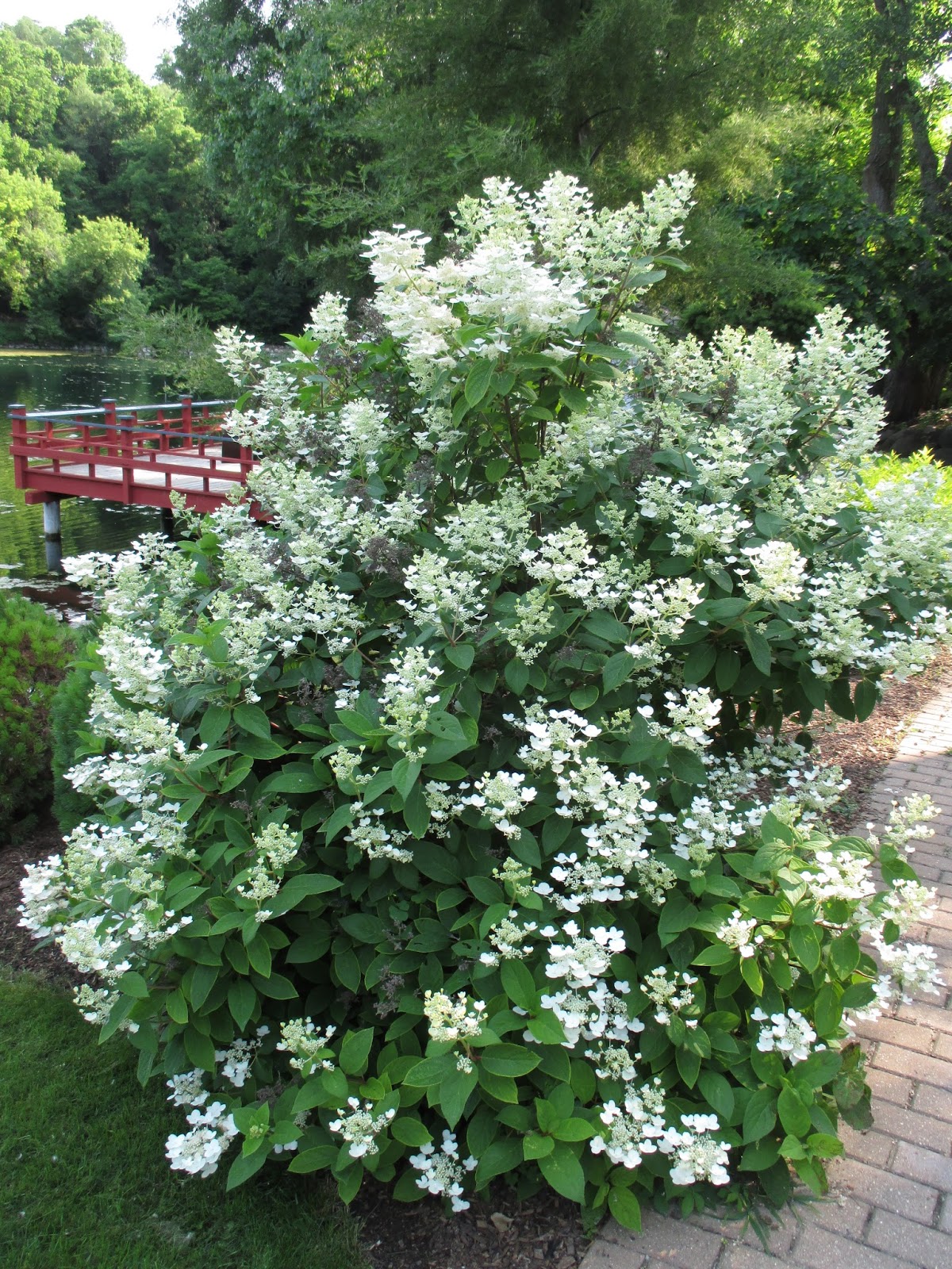 Three Dogs In A Garden Hydrangeas Care Basics Old New Varieties