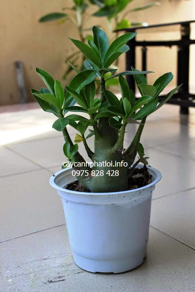 Bán sứ kim tự tháp