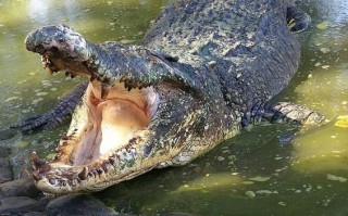 Potret Dunia 10 Hewan Dengan Kekuatan Gigitan Terbesar