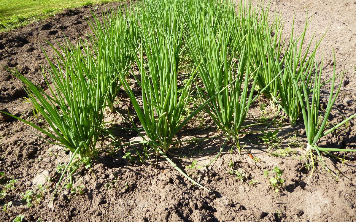 Stealth Survival Riverwalker's Pics Shallots in the Garden