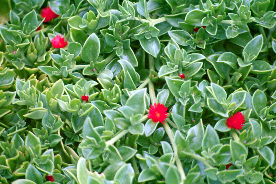 Heart Shaped Succulent