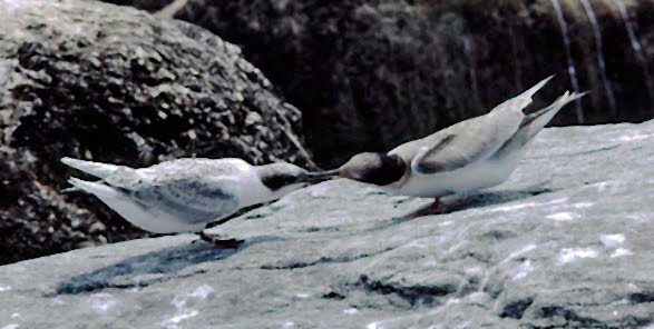 GREAT GULL ISLAND