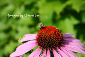 BEEutiful Busy Bee