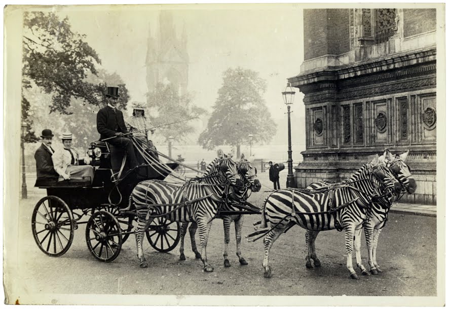 Lord William Rothschild with his famed zebra carriage in London, ca
