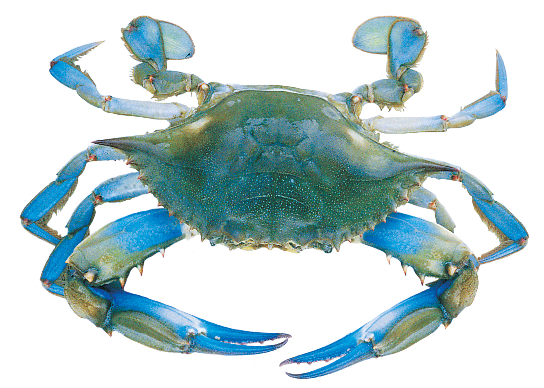 The Beauty Blue Crab