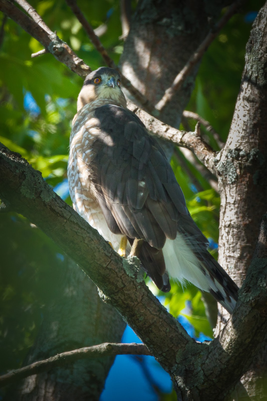 Feather Tailed Stories Cooper's Hawk