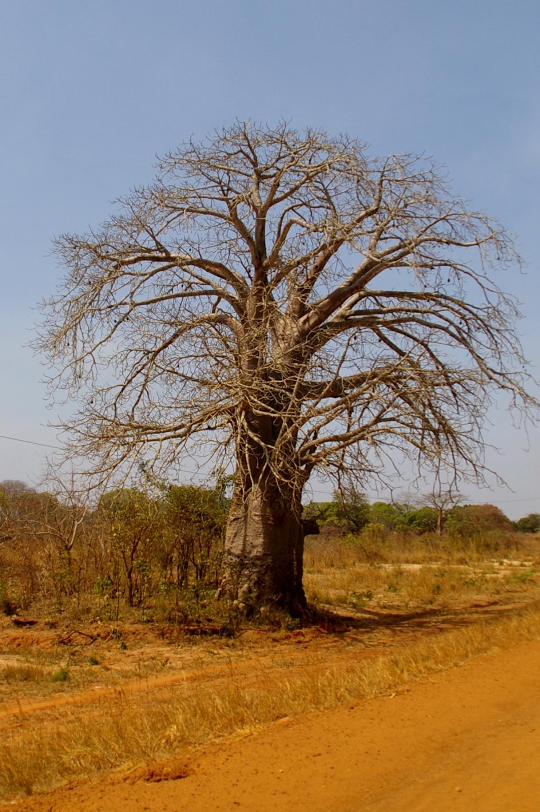 Un Baobab