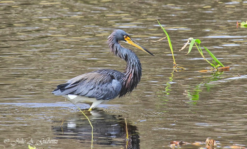 Birding Is Fun! Birds of the Gulf Coast