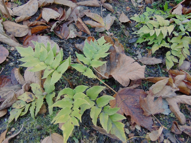 Les Merveilles De La Nature Mangifera Indica