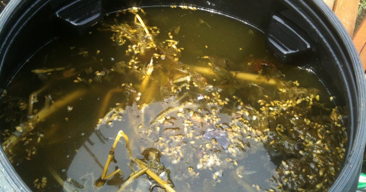 Summer How to Make Comfrey Juice Life on Pig Row