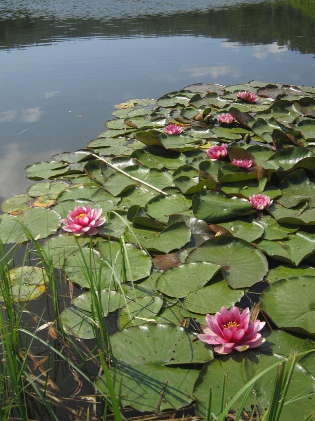 La Fleur du Dimanche La fleur du Jour Le nénuphar ou la Nymphe des étangs