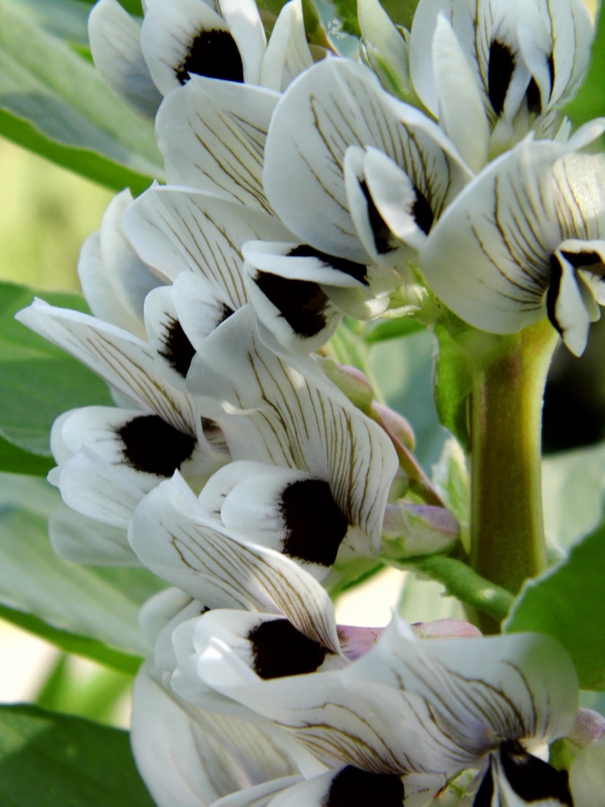 One Mother Hen Flowering broad beans