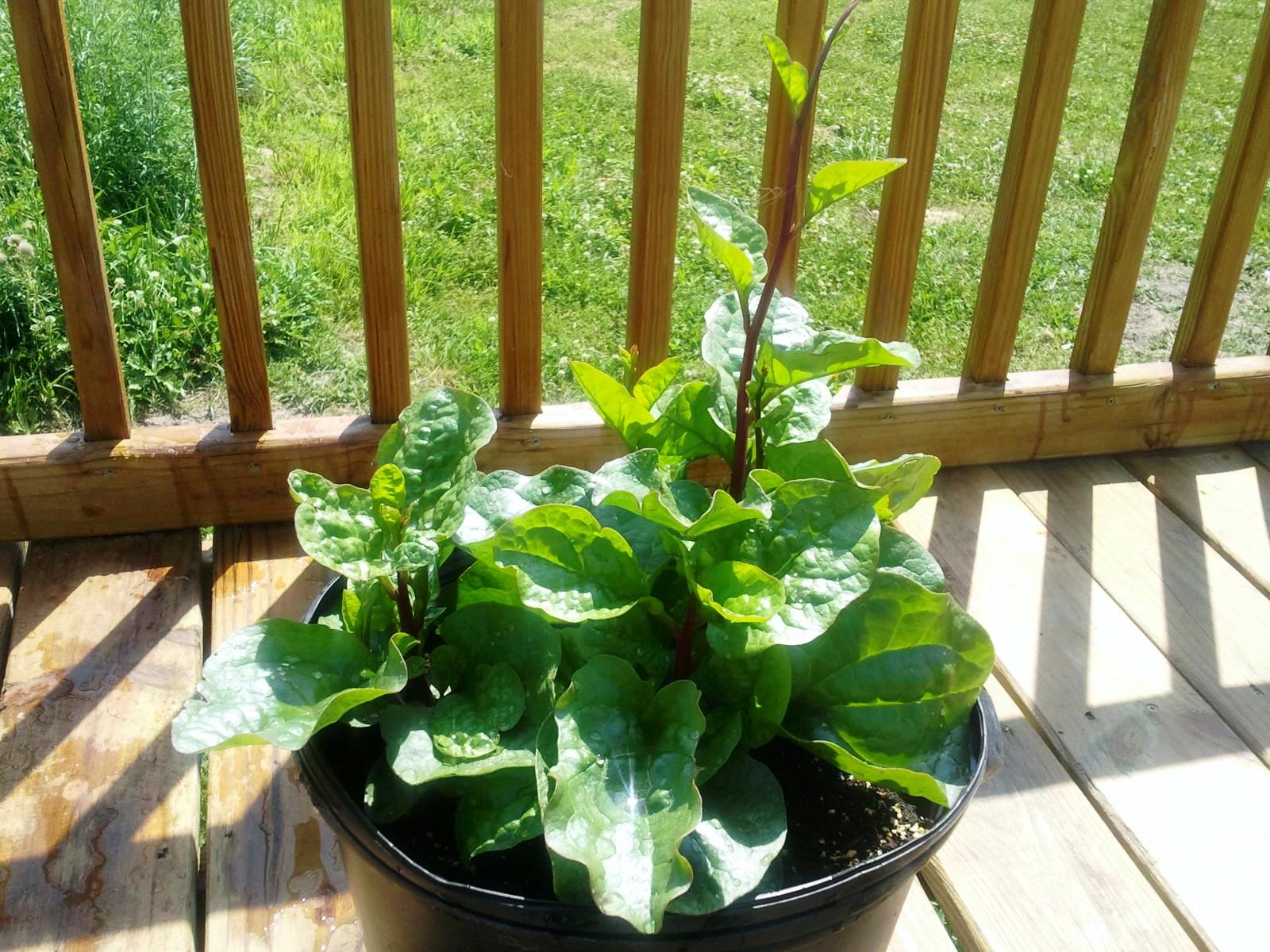 Grandma Bonnie's Closet Climbing Spinach Plant