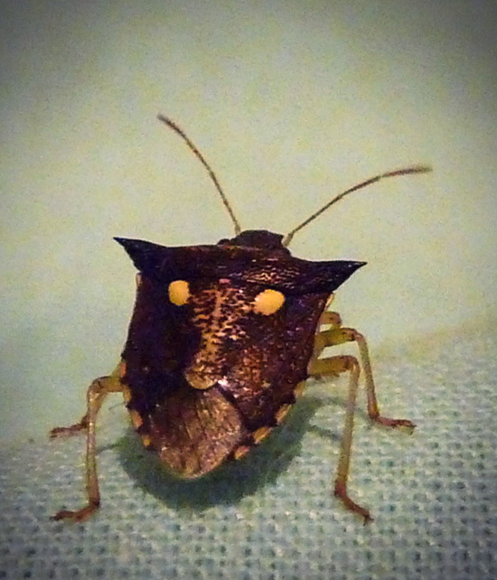 Fascinating detail in close-up photos of moths and insects