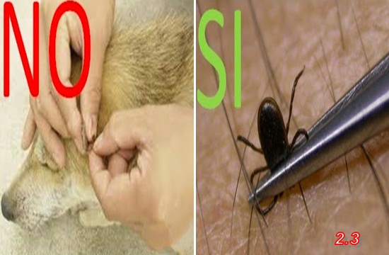 Come Rimuovere Le Zecche Dal Cane O Del Gatto Correttamente