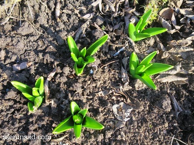 Hyacinthus orientalis, аленин сад, апрель в саду, цветы в апреле, розовые цветы, гиацинты, 