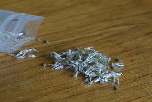 Mesa Bright Bicolor Blanket Flower (Gaillardia x ...