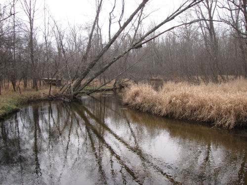 reflected trees