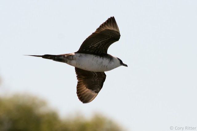 Parasitic Jaeger Photo Wisconsin Point Jaeger From Below