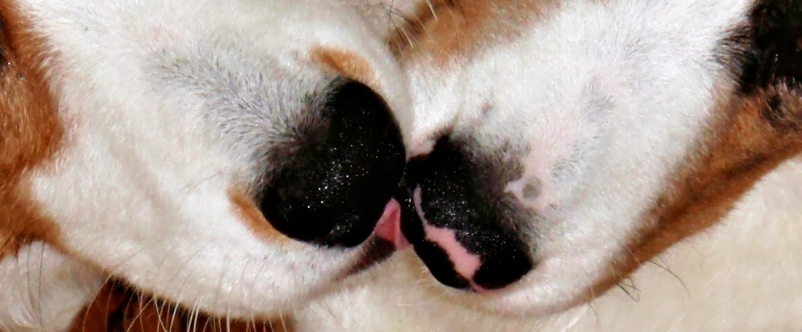 Dog Sedative Pets At Home Dog Sedative Pets At Home