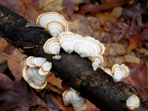 polypore