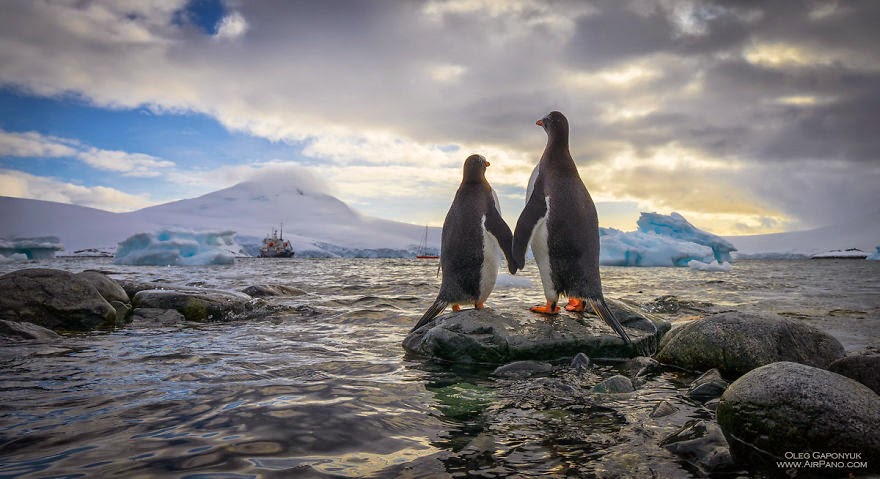 Penguin love - Cold Yet Beautiful Photos Of Antarctica Taken By AirPano Penguin love - Cold Yet Beautiful Photos Of Antarctica Taken By AirPano