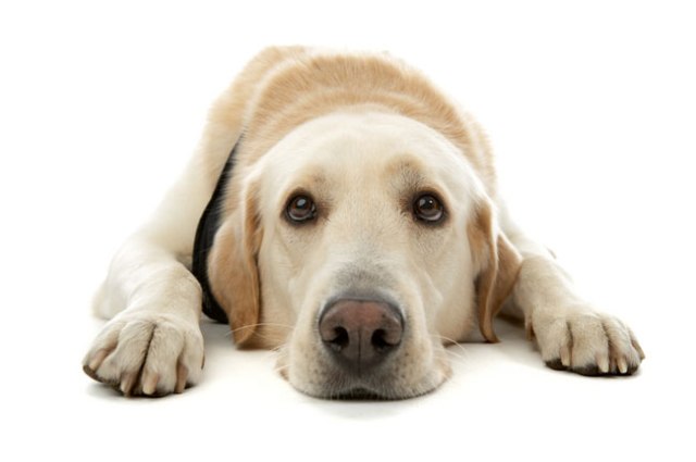 EL PERRO Y EL COCODRILO el perro y el cocodrilo:
